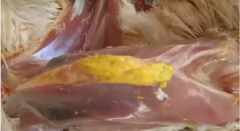 現(xiàn)在青年雞最嚴(yán)重的是什么？