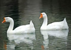 養(yǎng)鵝禁忌有哪些？看看你中了幾條！