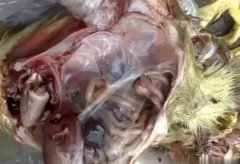 黃病毒在南方各個(gè)地區(qū)多發(fā)，這里帶你了解黃病