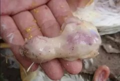 肉雞最頭疼的還是腺肌胃炎，到底該怎么解決？