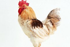 肉雞常見(jiàn)呼吸道病的發(fā)病原因？