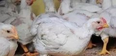 支原體感染的發(fā)展過程及臨床癥狀！！!