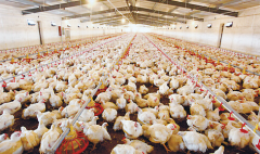 肉雞壞死性腸炎飼料報(bào)酬低，整齊度差嚴(yán)重影響